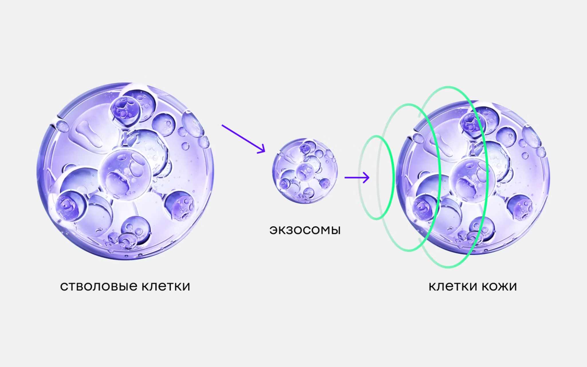 Экзосомы для омоложения Экзосомы для омоложения
