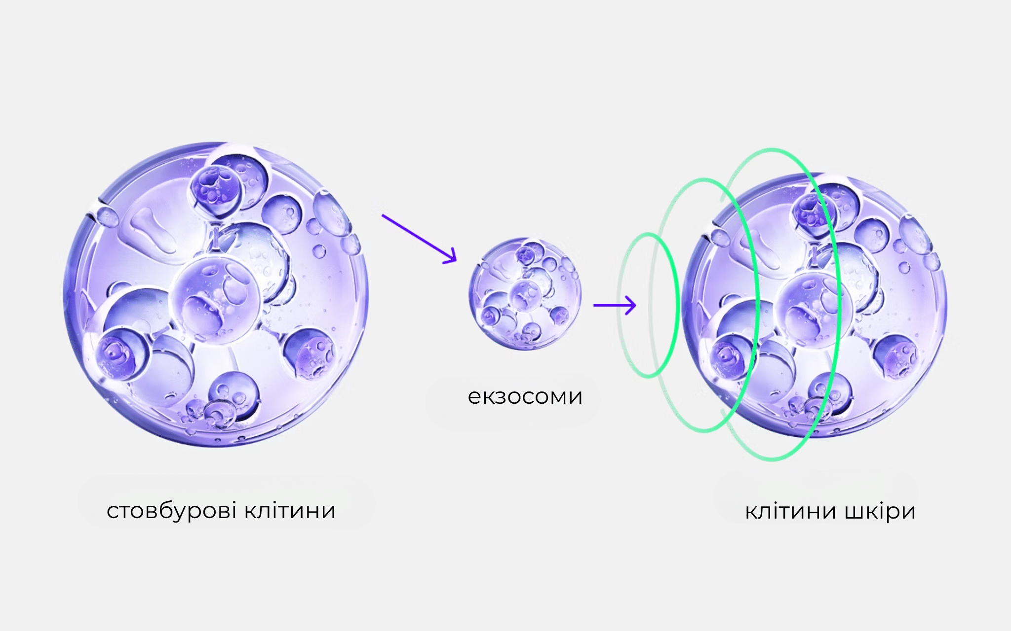 Екзосоми для омолодження Екзосоми для омолодження